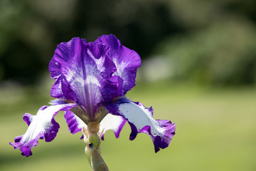 Purple and white Iris blooms on a beautiful spring day
