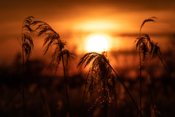 Sonnenuntergang am See, das Schilfgras wird durch das goldene Licht wunderbar von hinten beleuchtet