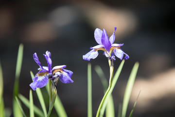 Purple and white Iris blooms on a beautiful spring day