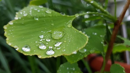 Wasser auf gingo baum