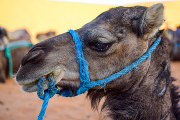 Tear in the eye of a dromedary that is resting in the shade. Photograph taken somewhere in Merzouga (Morocco).