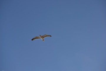 White seagull flying freely in a blue sky