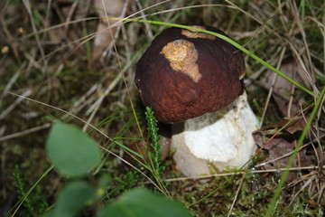 forest food © Wojciech
