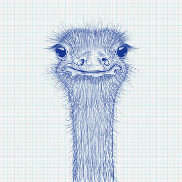 Ostrich sketch. Head closeup on lined paper background
