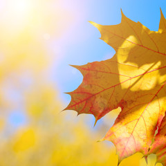 Naklejka na ściany i meble Yellow and Red maple leaves during fall season against sunny blue sky