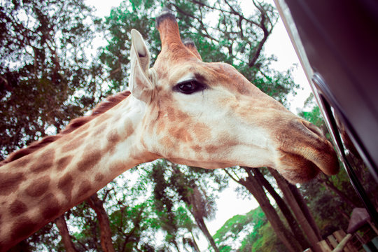Girava espiando Saf&aacute;ri no ZOO