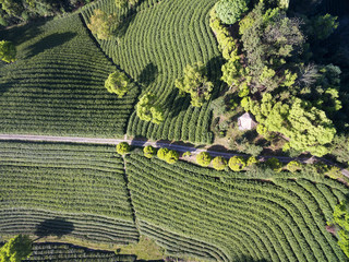 Beautiful landscape view of tea plantation
