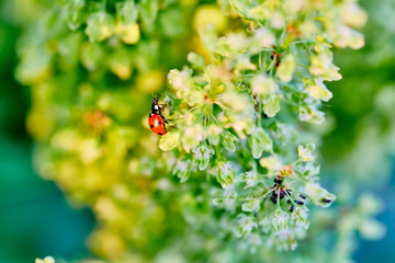 Fototapeta premium Red ladybird on a green flower at sunset.