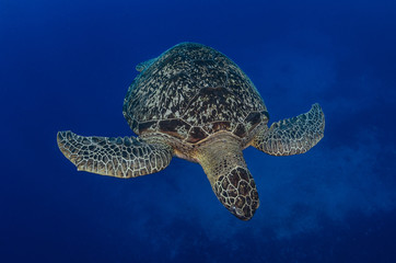 Obraz premium Green Turtle