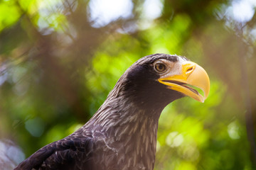 head of a beautiful eagle with a yellow bright beak close-up