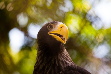 head of a beautiful eagle with a yellow bright beak close-up