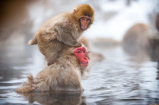 Macaque with infante in water, Jigokudani Monkey Park