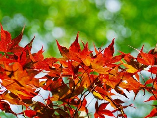 Japanese Maple Tree
