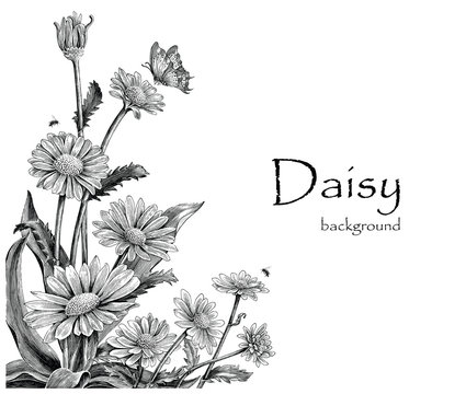Daisy flowers hand drawing vintage on white background