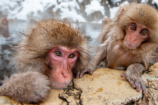 Macaque with infant in water, Jigokudani Monkey Park