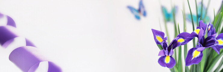 Purple irises on a white background