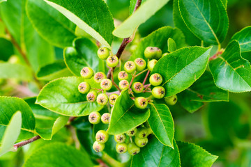 black chokeberry, green berries on the bush, Aronia melanocarpa
