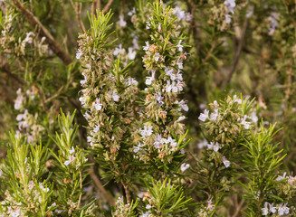 Blooming wild rosemary bush, nature background.