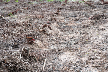row old cut dried Tree Stumps caused by deforestation , environmental problems .