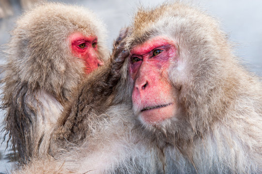 Grooming Macaques , Jigokudani Monkey Park