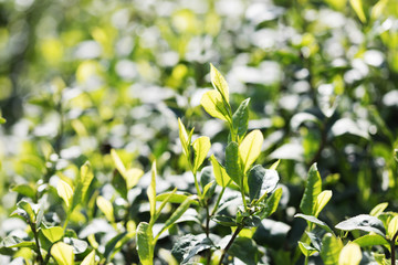 Beautiful landscape view of tea plantation