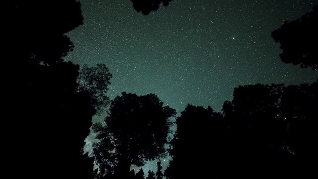 Timelapse of the night sky showing stars moving over silhouetted trees in La Palma, Canary Islands, Spain