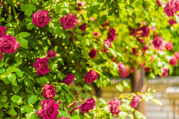 roses on shrubs