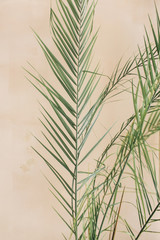 Exotic tropical palm branches on pale pastel beige background. Minimal floral concept.