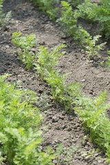 Fototapeta na wymiar carrot seedling in garden