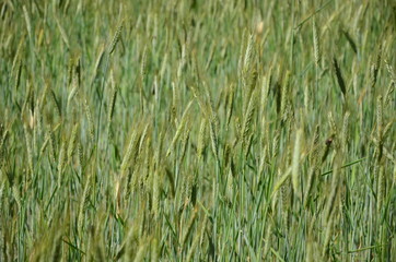 Fototapeta na wymiar A field with green wheat ears.