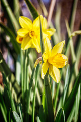 Fototapeta na wymiar Yellow narcissus flowers