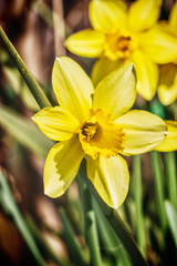 Yellow narcissus flowers