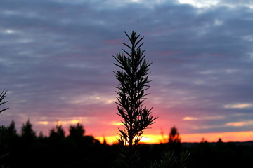Evening, summer nature, while traveling on a high-terrain vehicle, over hilly terrain and inland roads.
