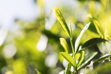 Beautiful landscape view of tea plantation