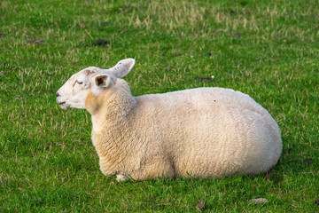 Obraz premium Schaf, liegend auf dem Deich