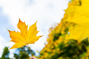 Colorful Maple Leaves as Autumn Concept