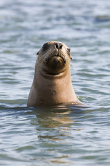 Fototapeta premium Sea Lion pup , Patagonia Argentina