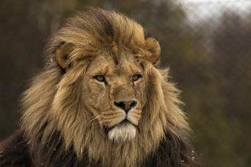 Safari Park Lion