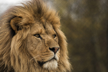 Obraz na płótnie Canvas Safari Park Lion