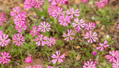 Obraz na płótnie Canvas Wild pink flowers field, background.