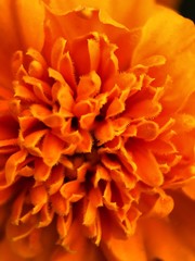 Fototapeta premium Beautiful orange flower in the Park close 