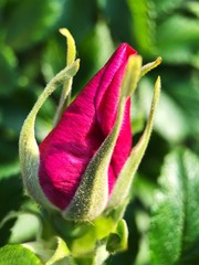 Beautiful pink rose on the flower bed