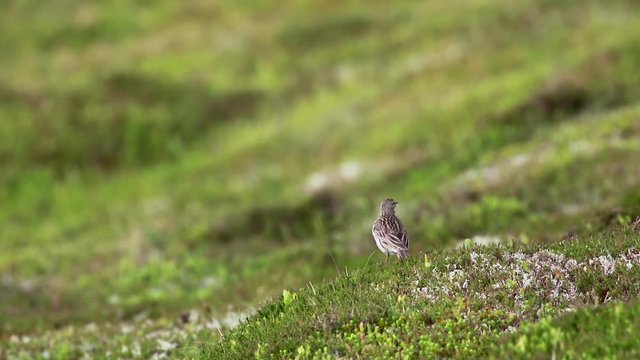 Tree pipt, Anthus trivialis, walking and standing on heather on a hill in the cairngorms national park on a sunny day in June, scotland.