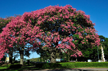 Ceiba Speciosa tree