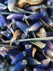 Beautiful lavender flowers in the Park close  