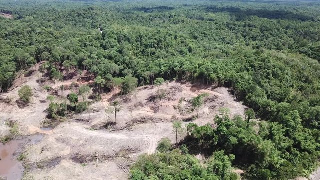 Deforestation. Environmental destruction in Borneo, Malaysia