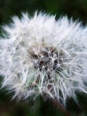 Beautiful white dandelion in the Park close up 