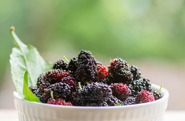 Black and red mulberries in white bowl against green background