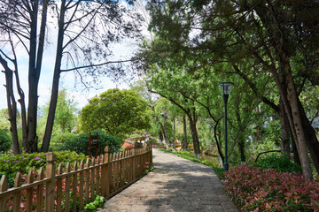 Footpath between trees in park at sunny day.