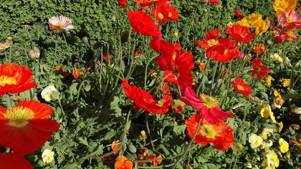 Papaveri ornamentali